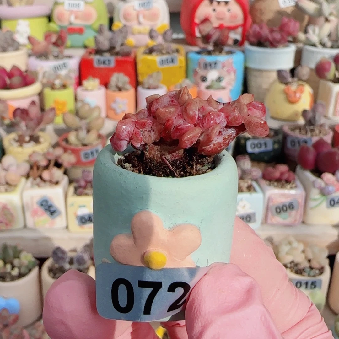 小胭脂缀化 盆口2cm