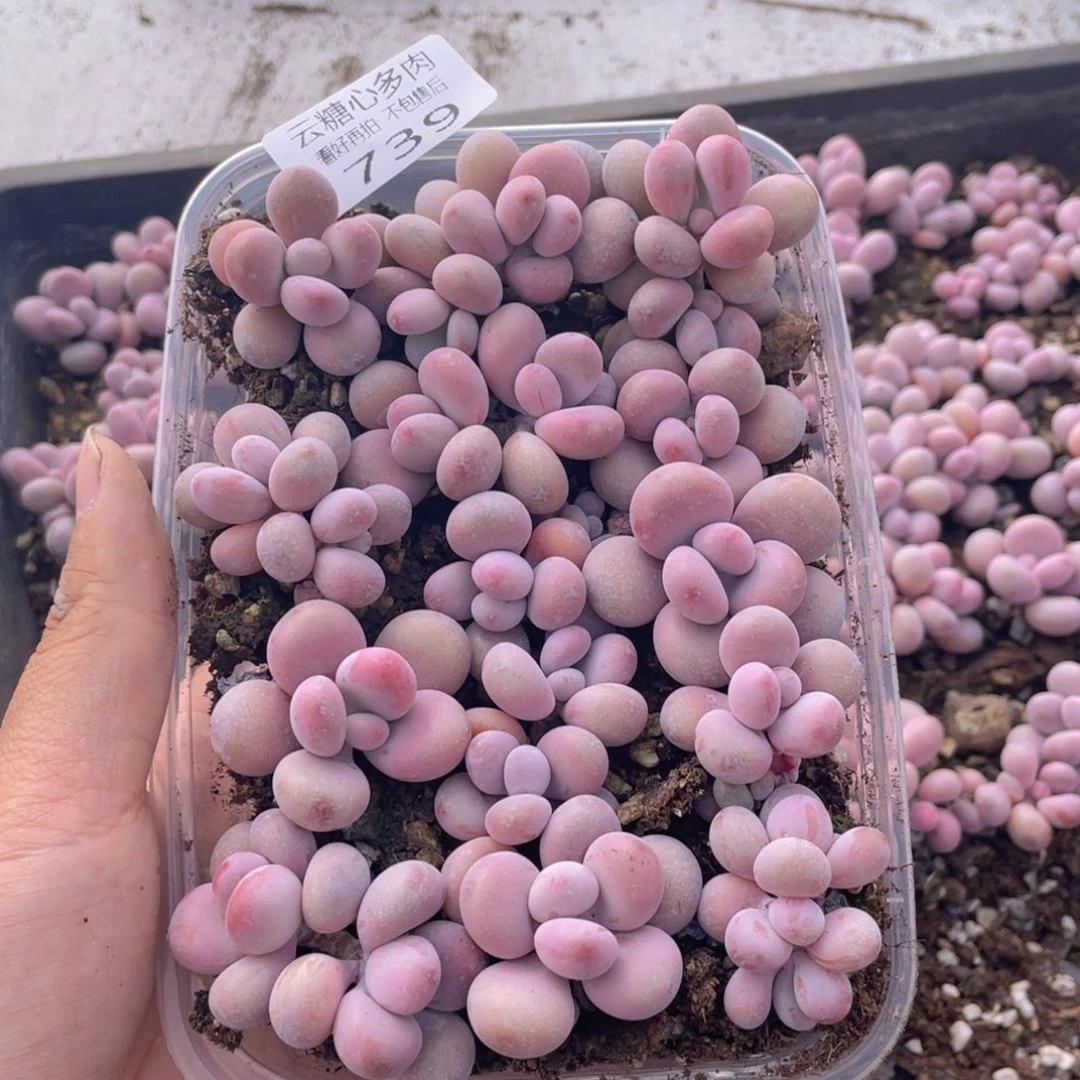云糖心多肉植物739