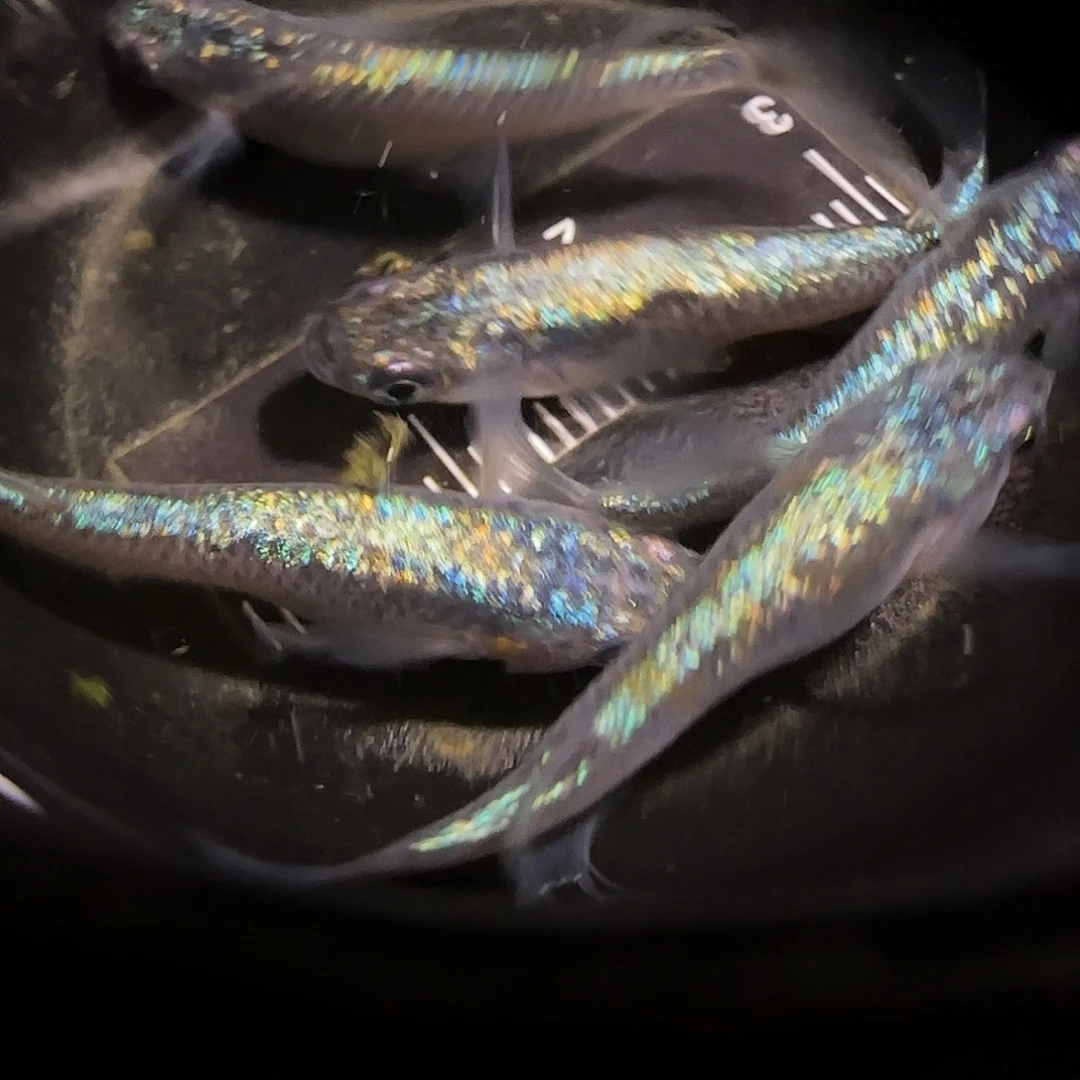 青鳉鱼一物一拍611