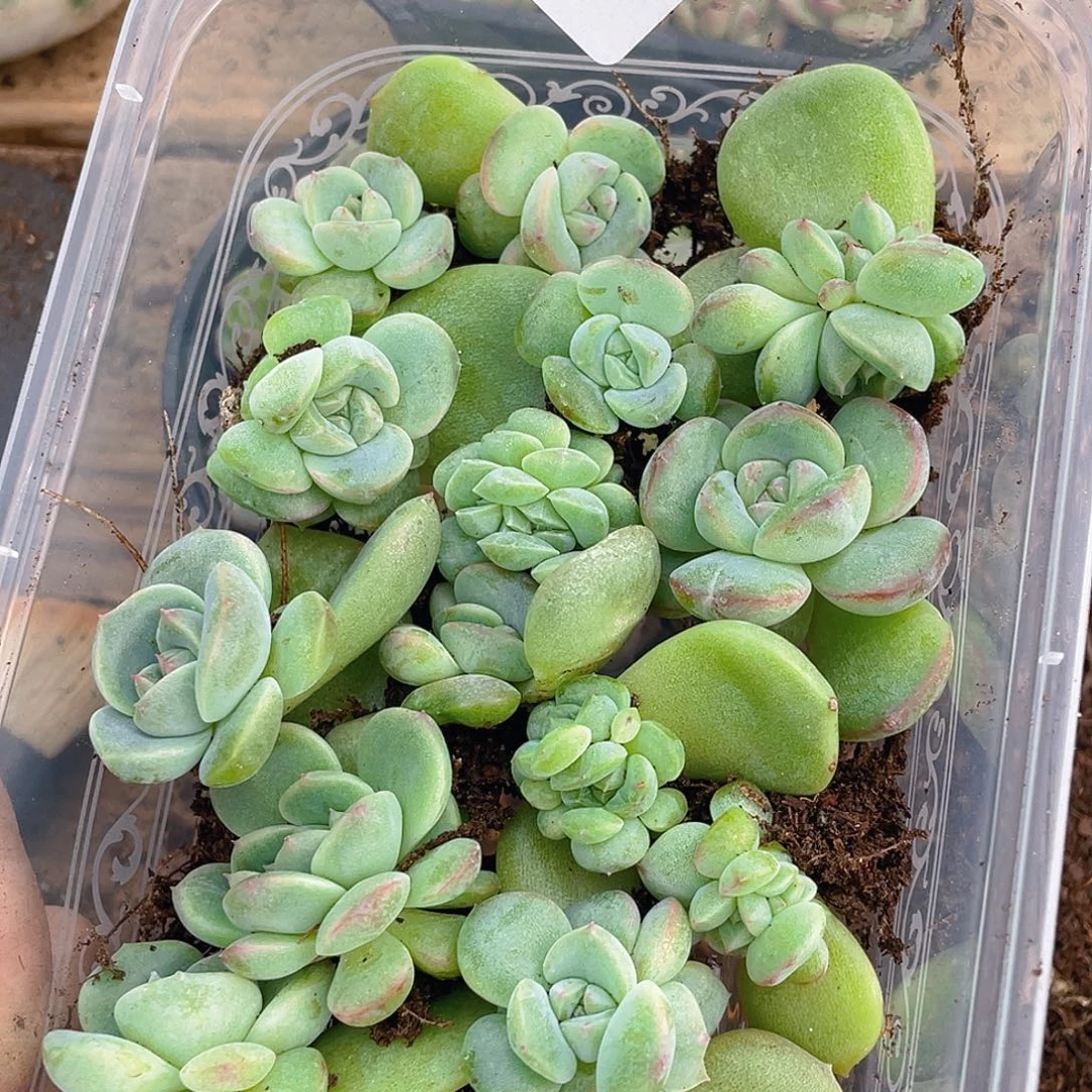*****多肉植物多肉植物866