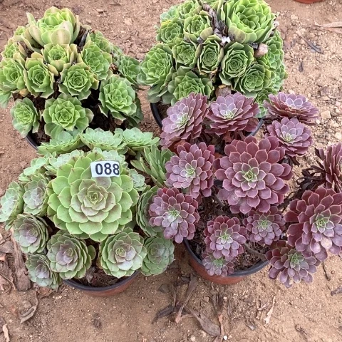 陌***开088四颗法师多肉植物