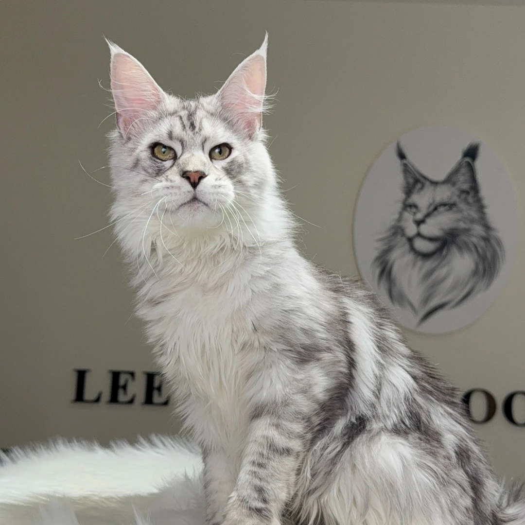 李的缅因猫-银虎弟弟全款