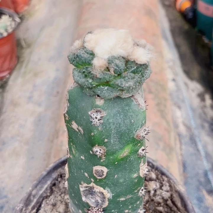 龟甲牡丹黑刺嫁接仙人球