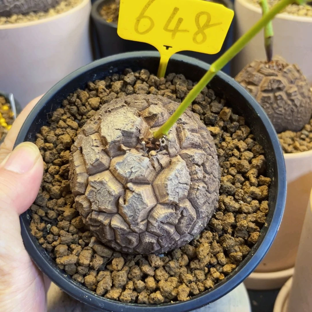 t***陶648龟甲龙674788867