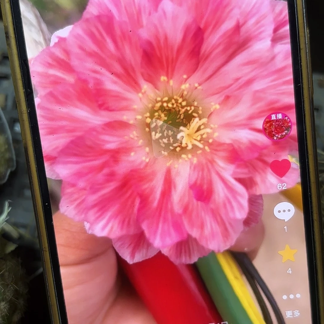 血线丽花小侧牙20包邮10