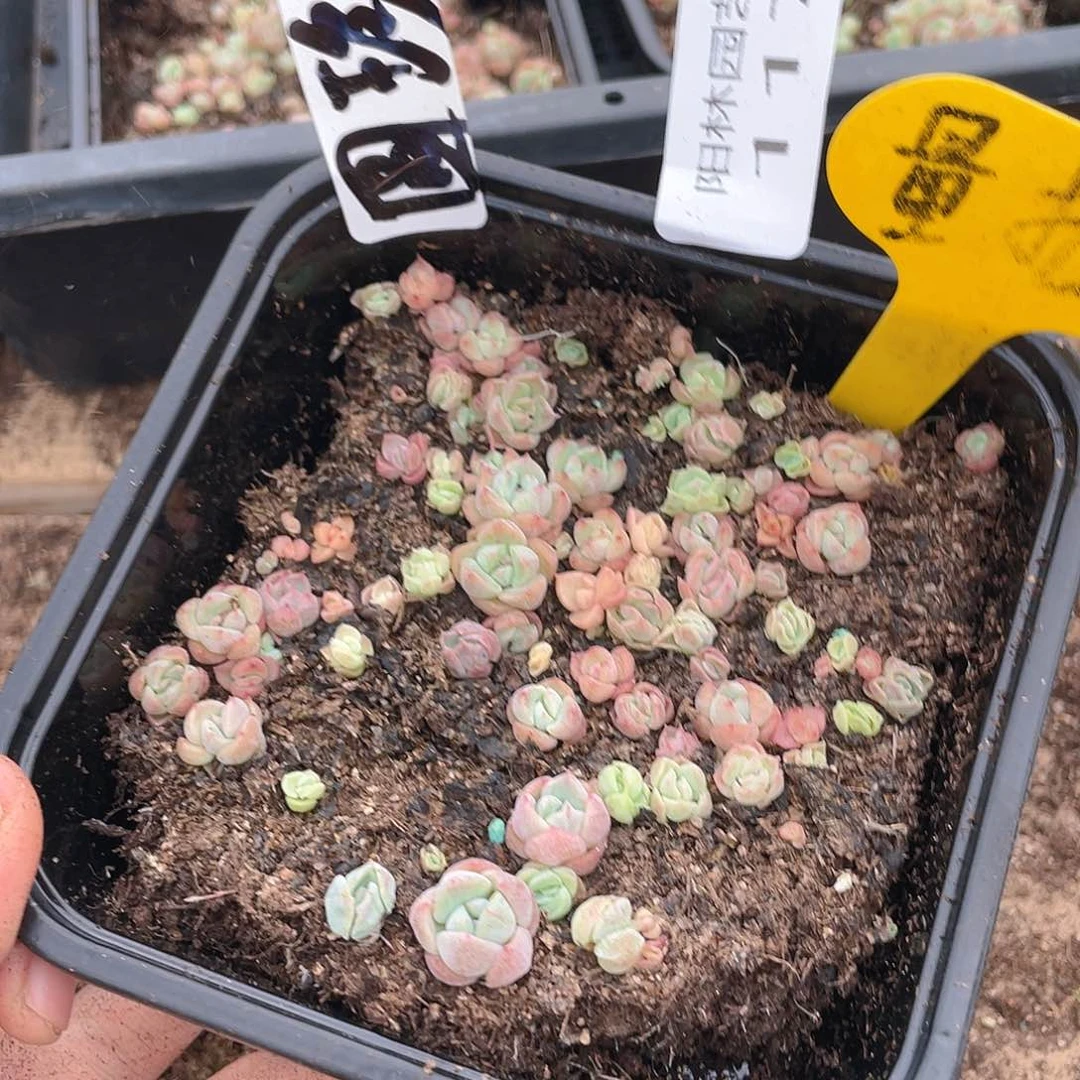 量拍多肉植物多肉植物117