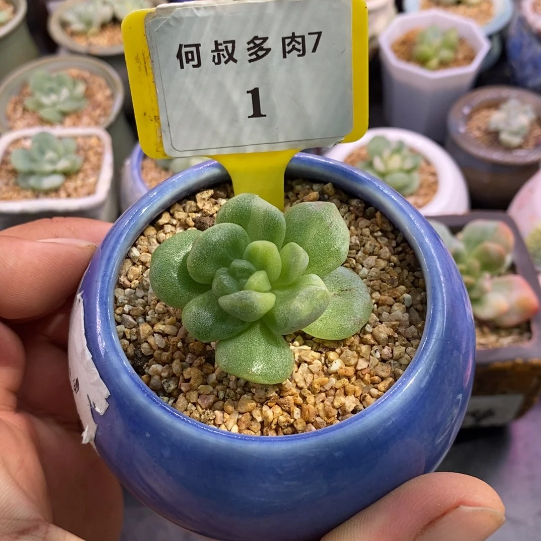 ****朵71冰玉石化拉丝黄锦……
