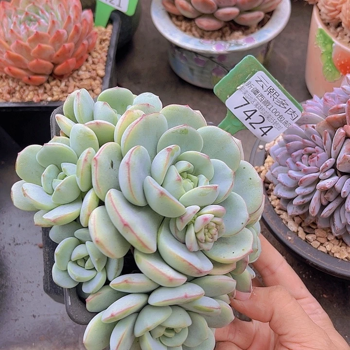 7424香草。