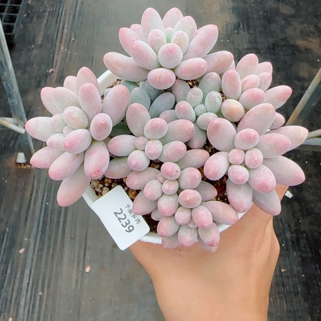 汤圆无砍，2239多肉植物