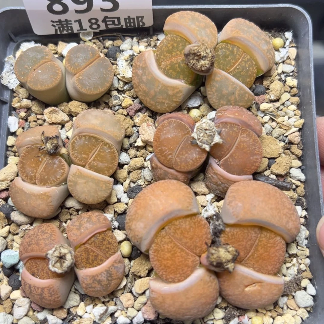 【闪购商品】893……