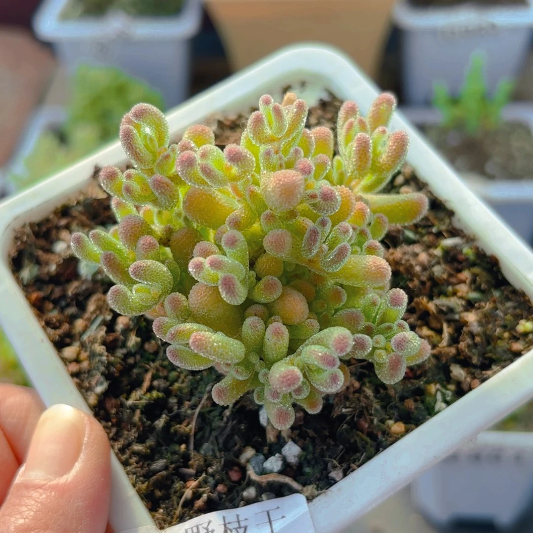 辣**戏冰晶杂946。