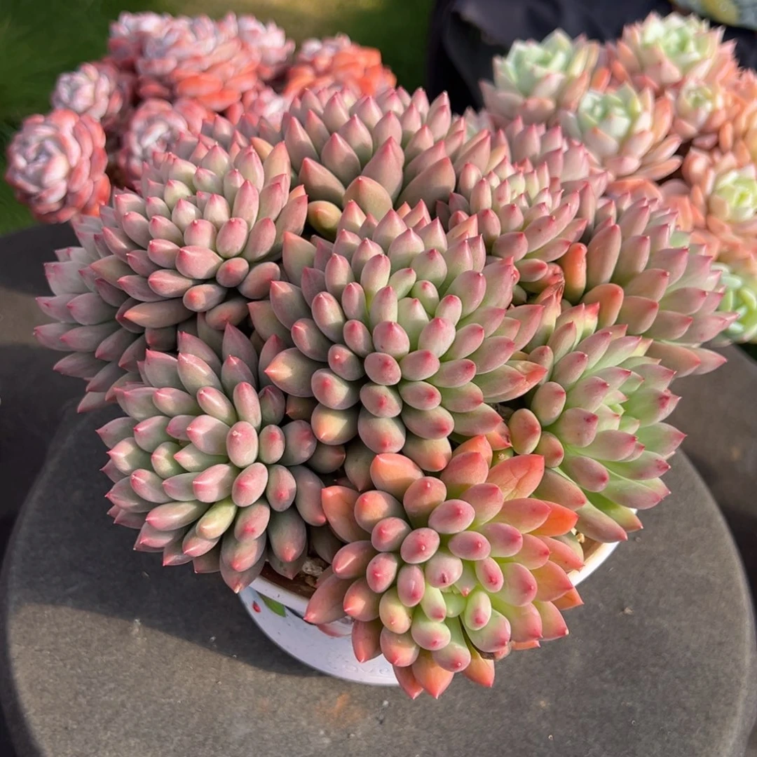 依***依美人多肉一物一拍