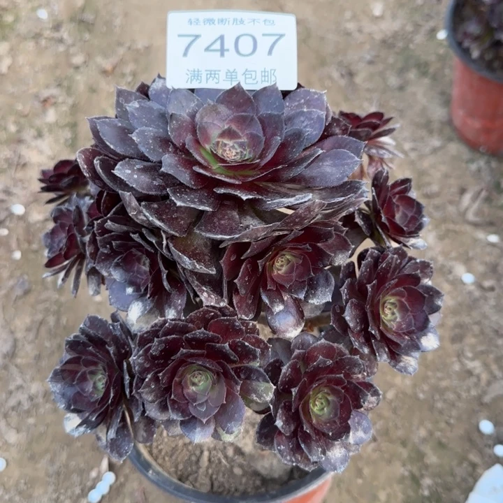 7407黑美人多肉植物