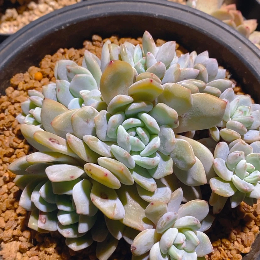 【闪购商品】隐*人11111111