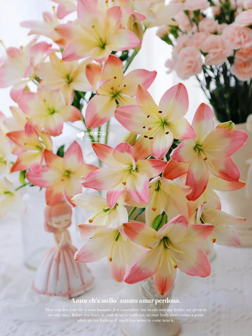 【萌萌哒亚百合】家居日常瓶插/无香型