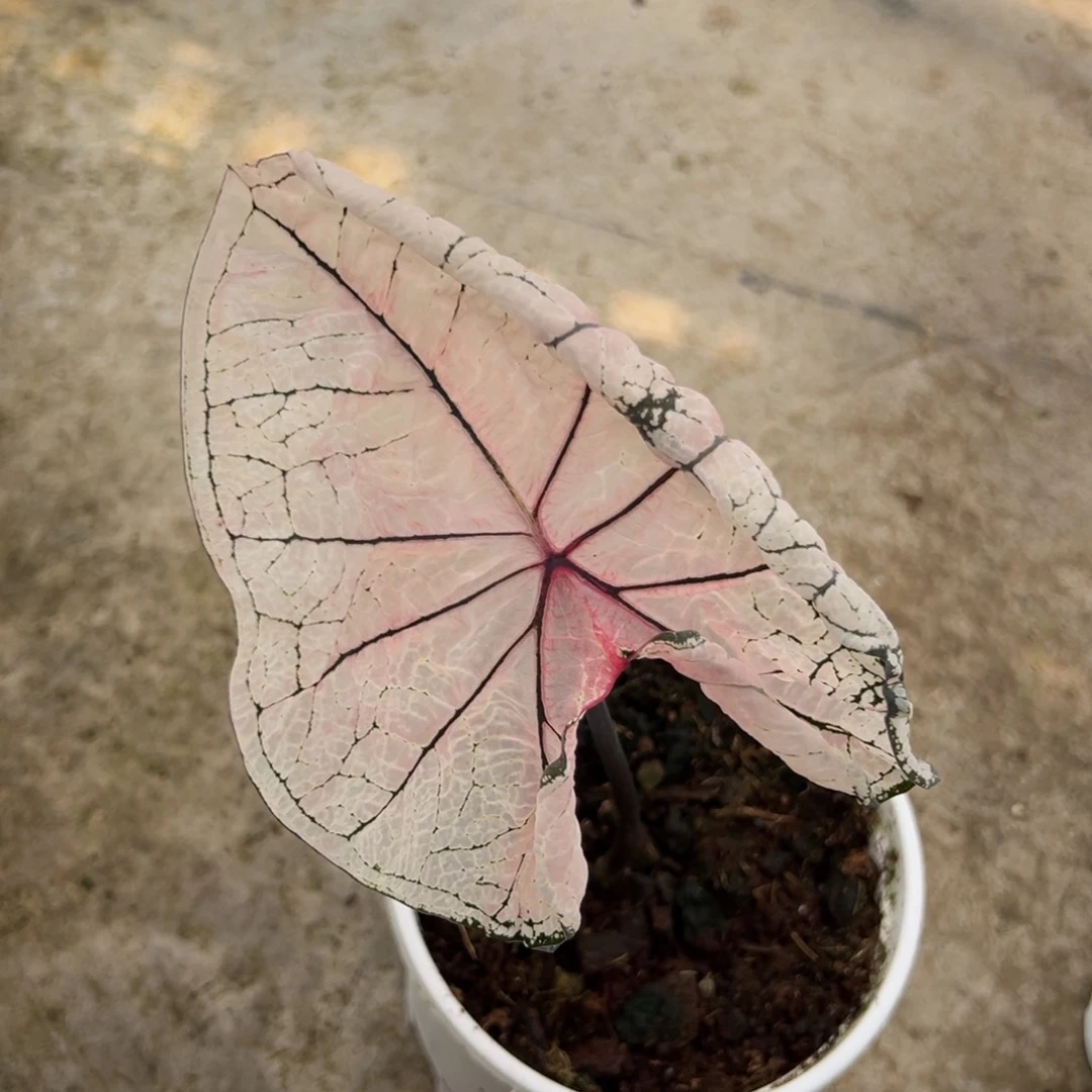 无花朵虾卷无售后