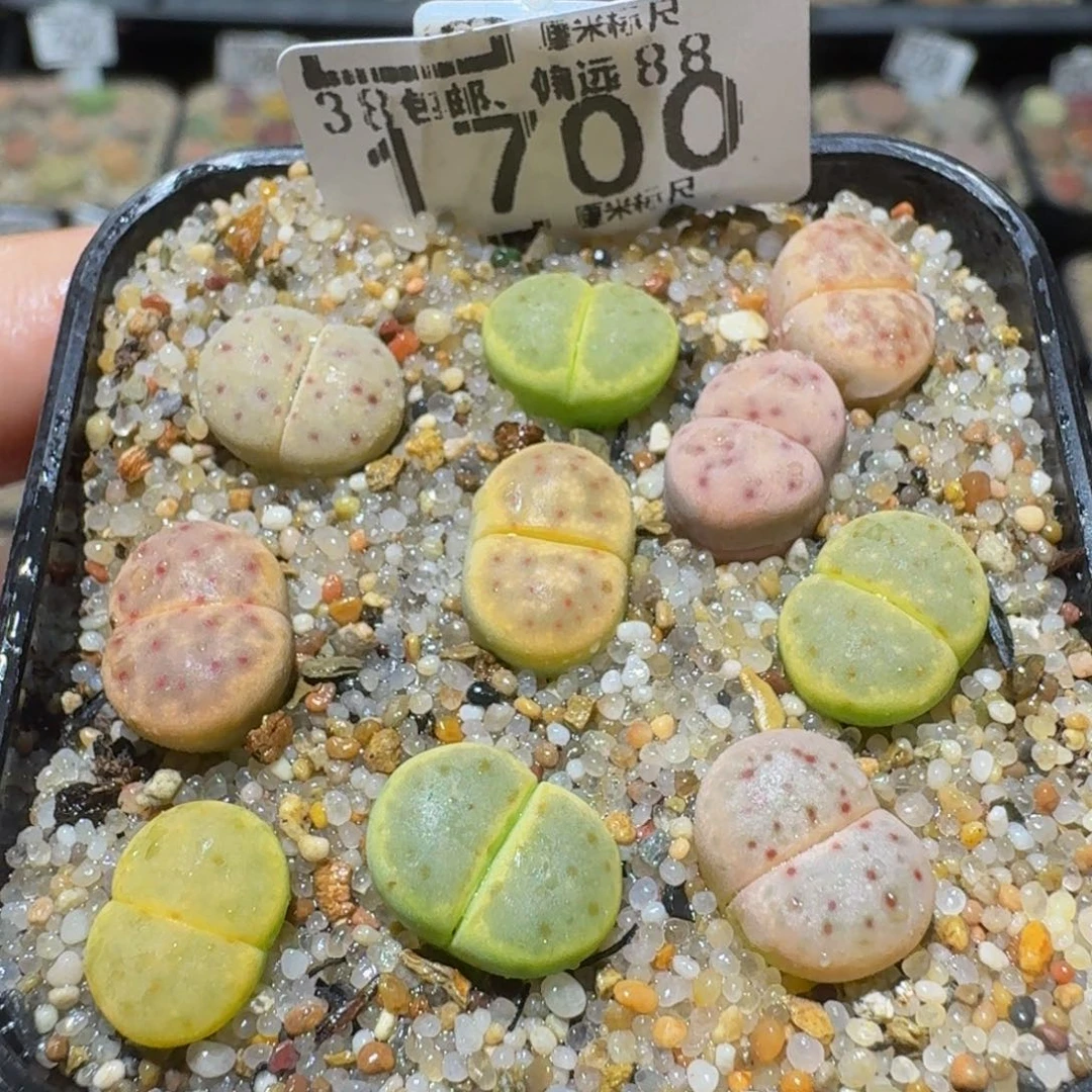 Ssss精品生石花1700惜春