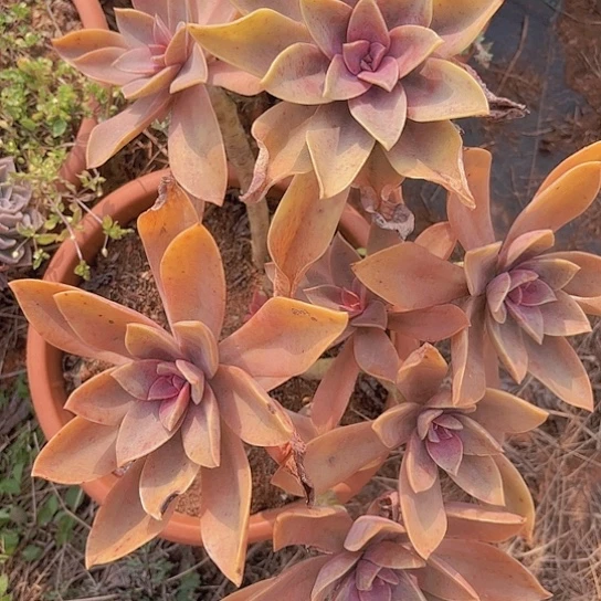 多肉植物。。。。。。。。。。。。。。。。