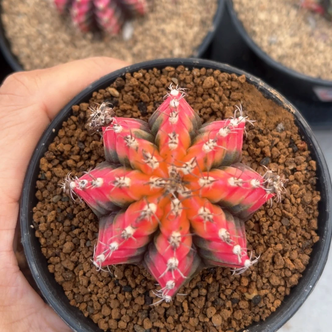 鸣**时实生专拍民哈哈哈哈