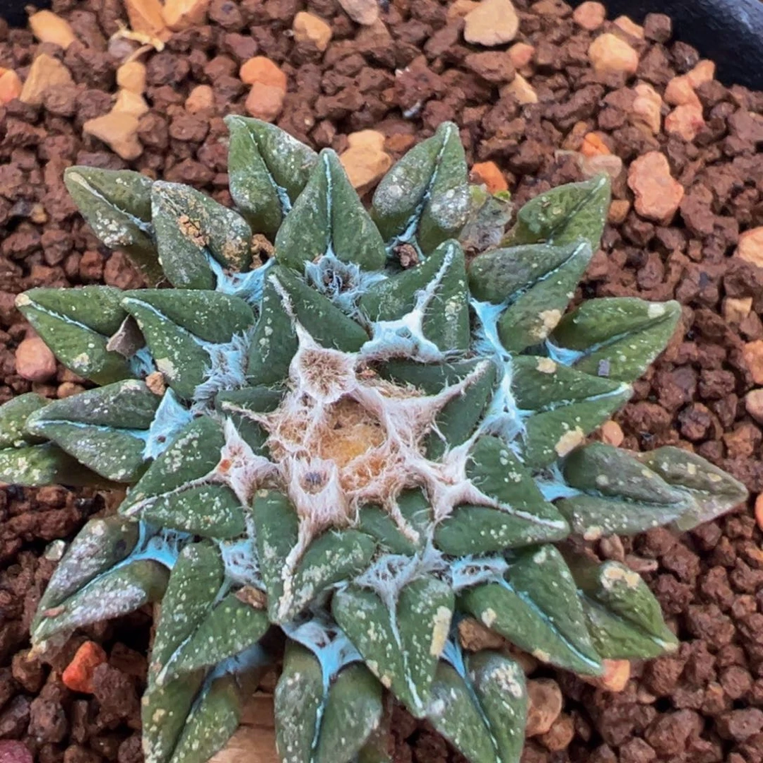 621多肉植物百科植物