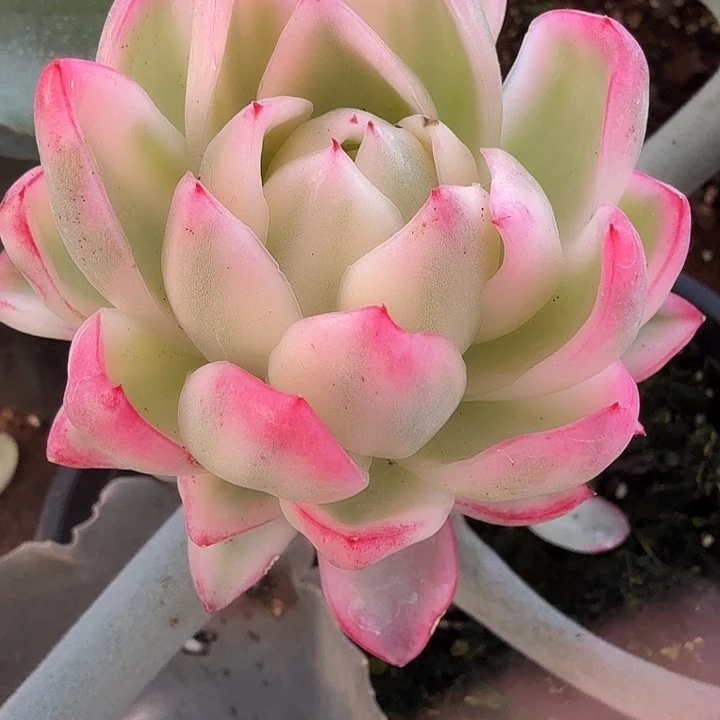 卡里斯托锦头盖多肉锦