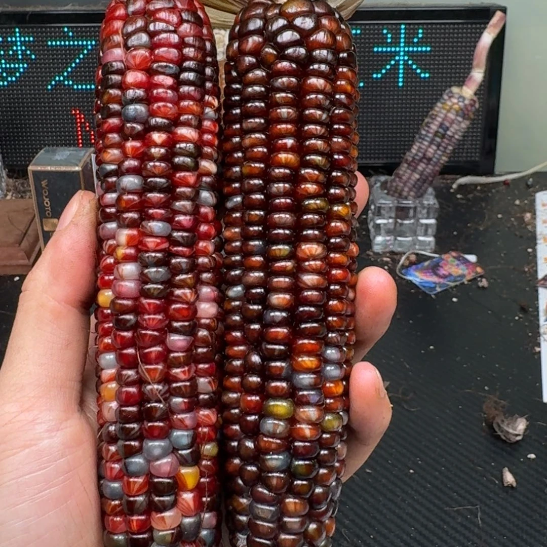 柏香籽/百香籽吊坠念*