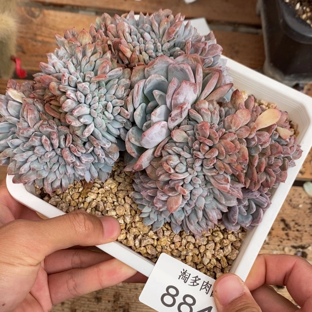 星影缀多肉植物8843