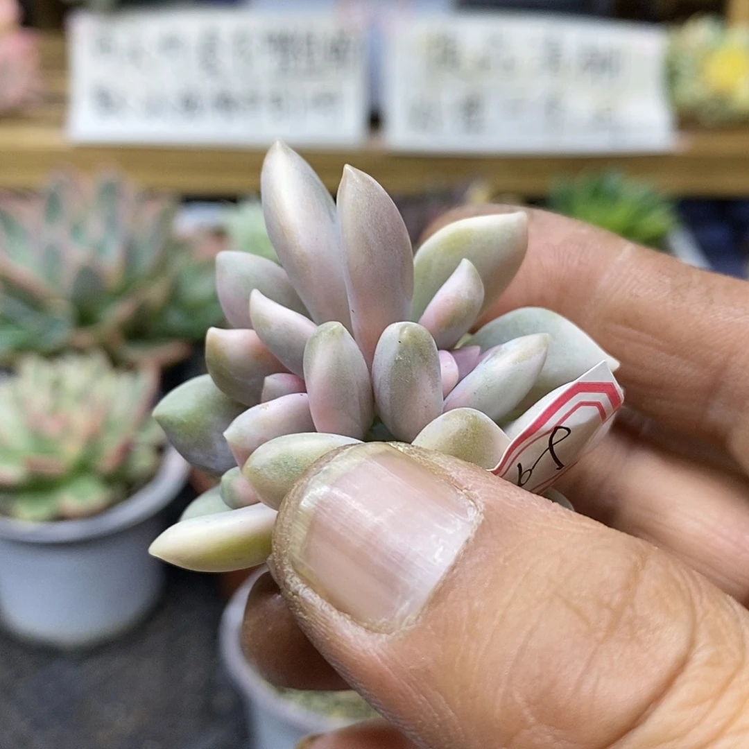 27169 醉美人锦双头 头盖