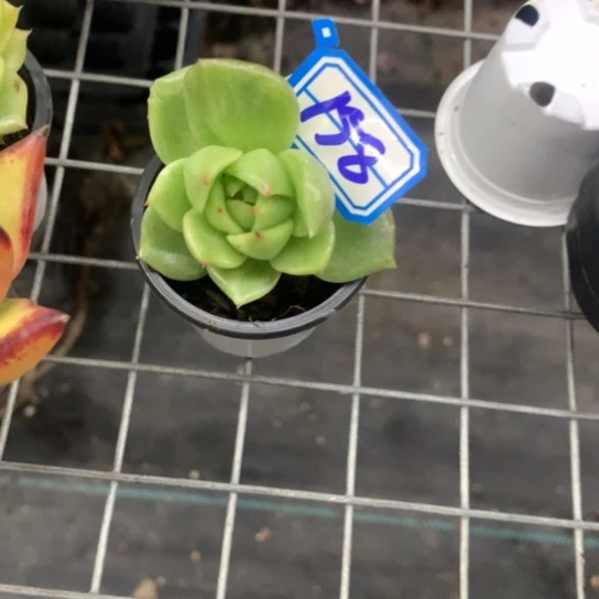 西***心一物一拍白玫瑰多肉158