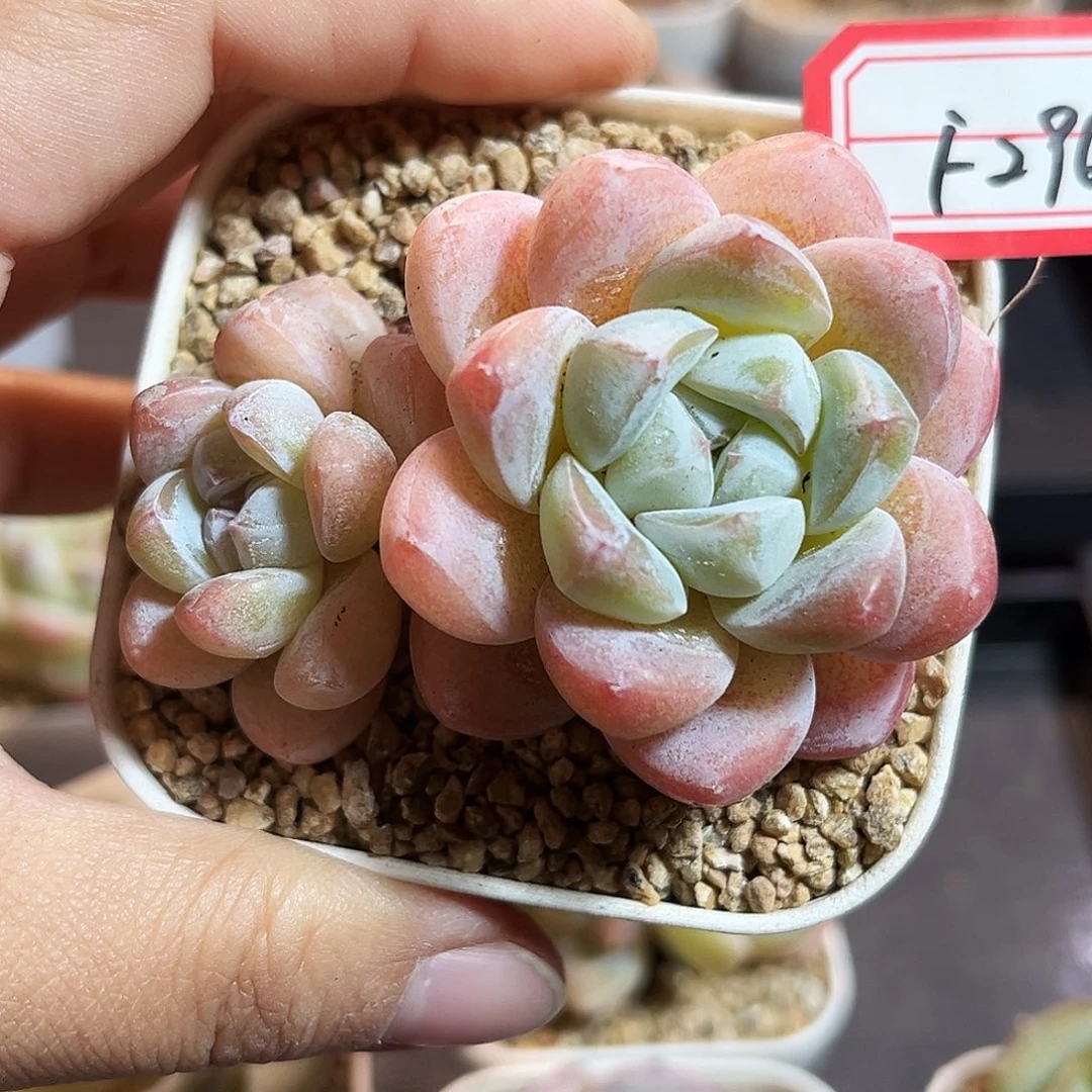 F296一物一拍 雪球恋人