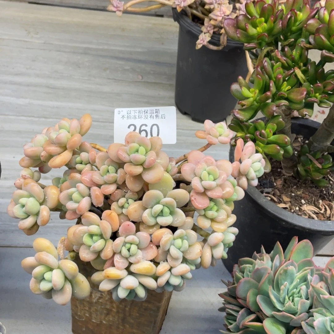 黑大帅多肉260香水洛神