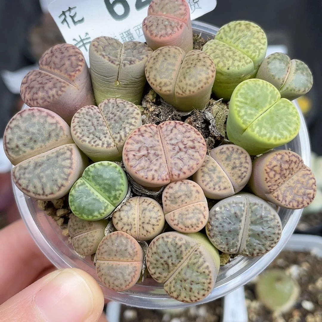 628000000花花花花花