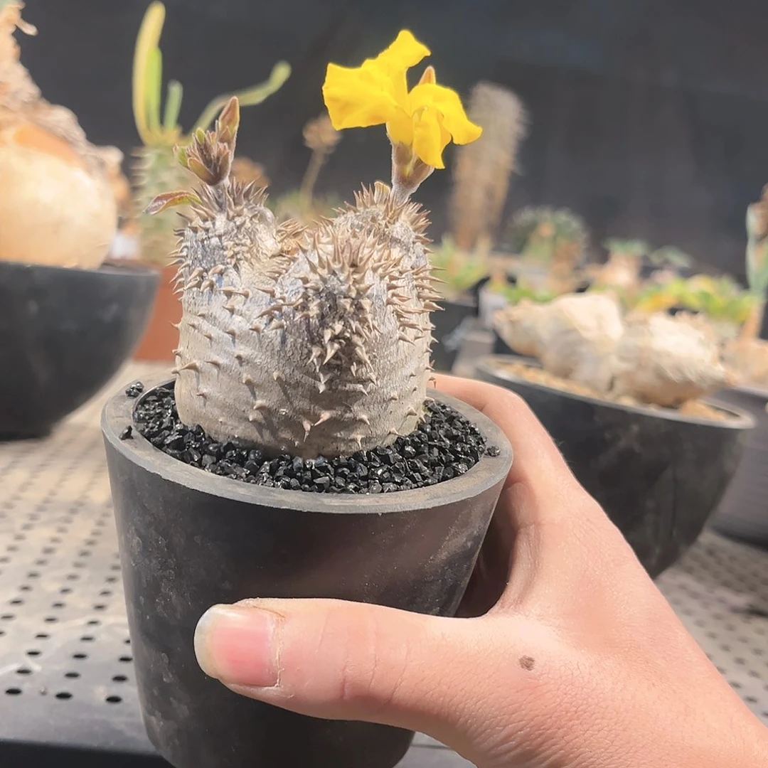 S***o11111111111111111