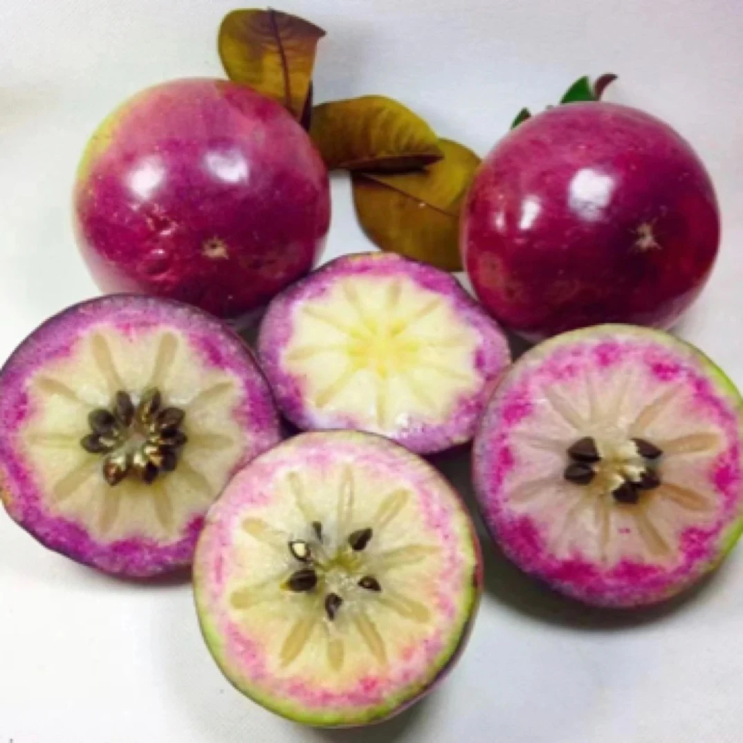 紫龙860牛奶果树苗 四季结果 果子带奶香味 纯甜口感 叶子双面色