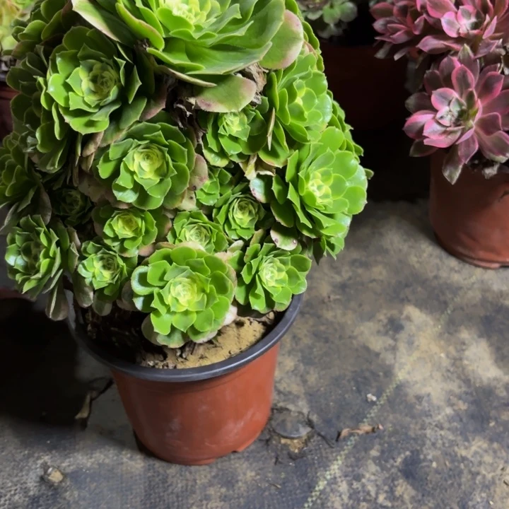 瑞妈，。。。。。。794辛尼亚