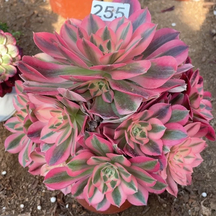 255多肉植物粉女巫