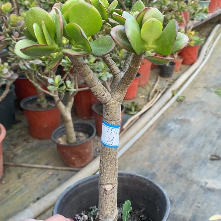红叶玉树一物一拍