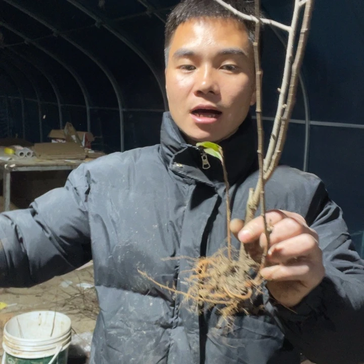 凌之舞海棠花一颗