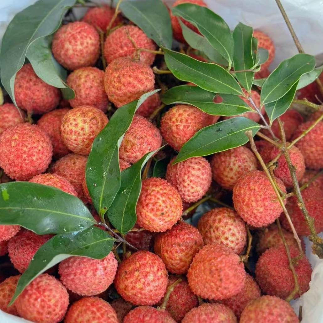 桂味荔枝/份约3斤海南省