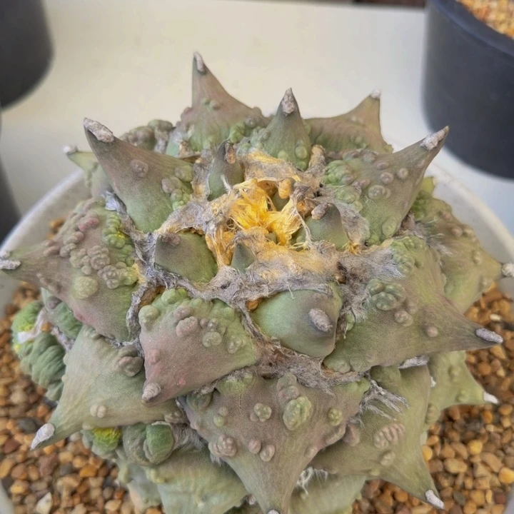 巨大粉紫外星怒20cm直径