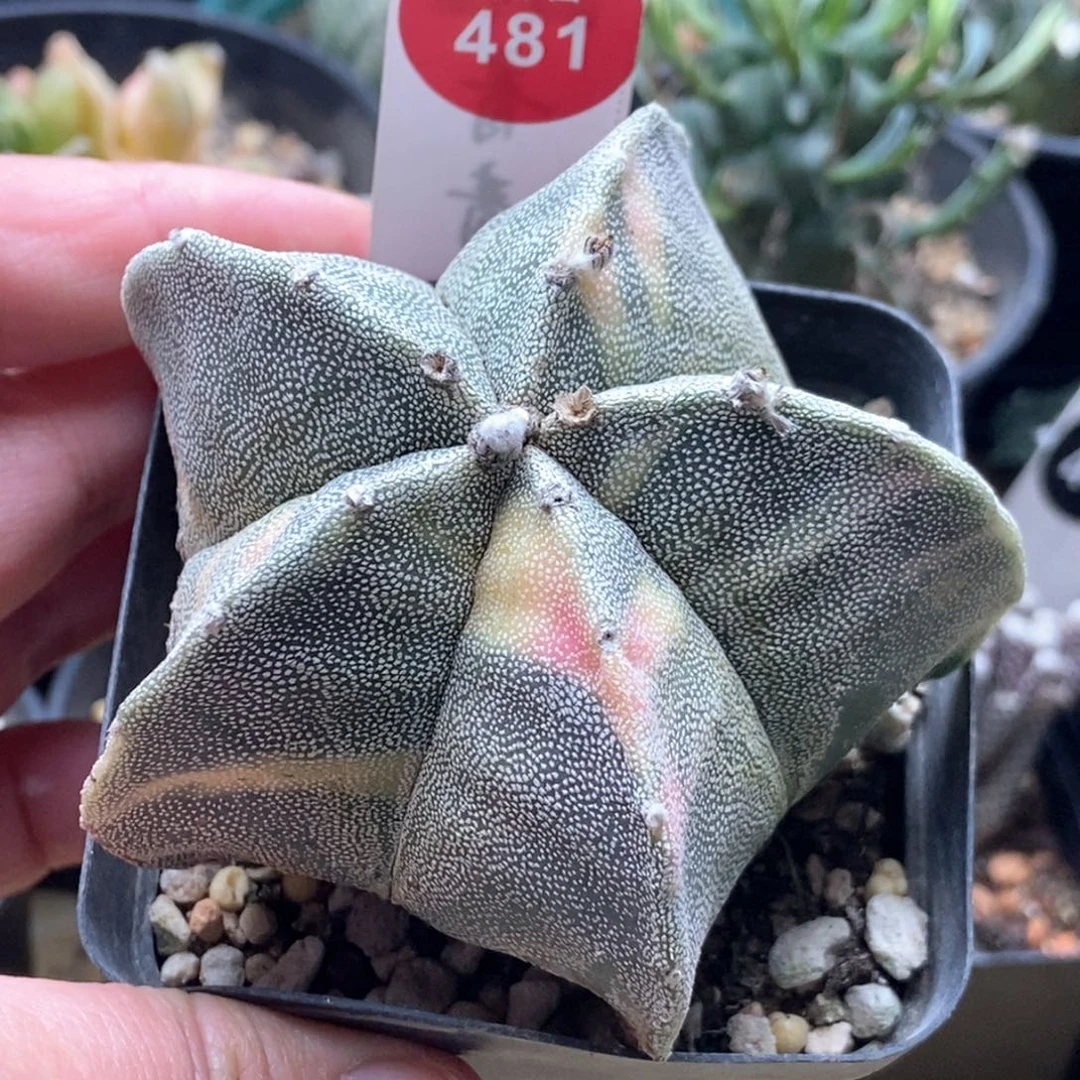 实生银沙鸾凤玉锦一颗仙人球