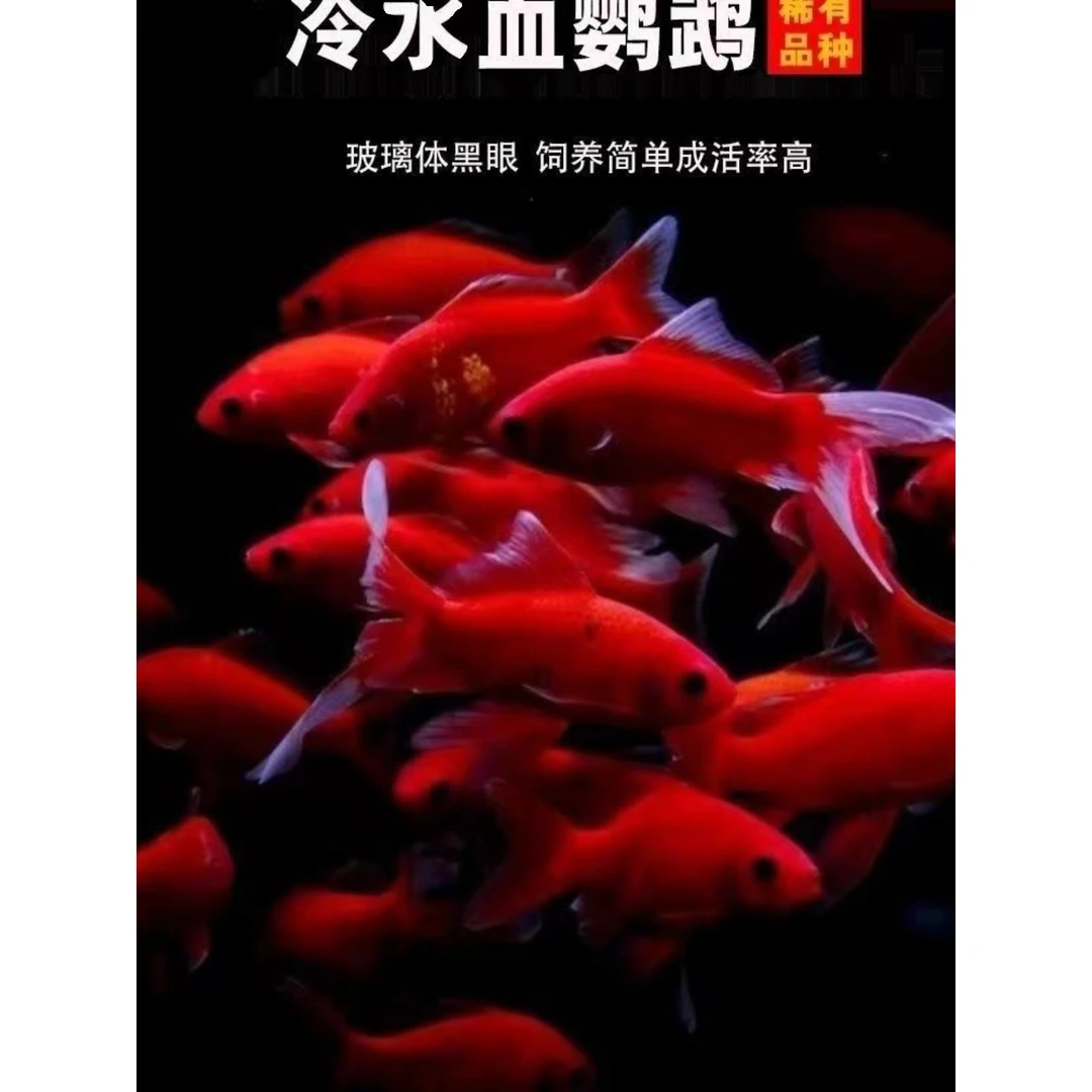 冷水鹦鹉鱼招财红鱼淡水好养易活冷水鱼苗观赏鱼活鱼金鱼耐活锦鲤