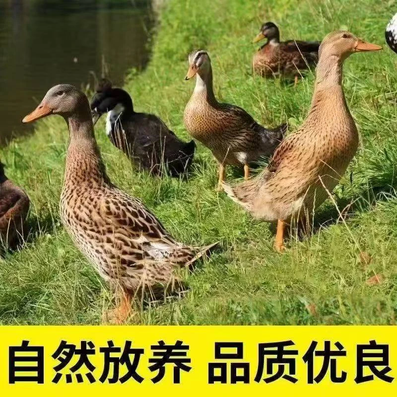KK精选5只顺丰京东包邮农家散养鸭子无掌翅无内脏