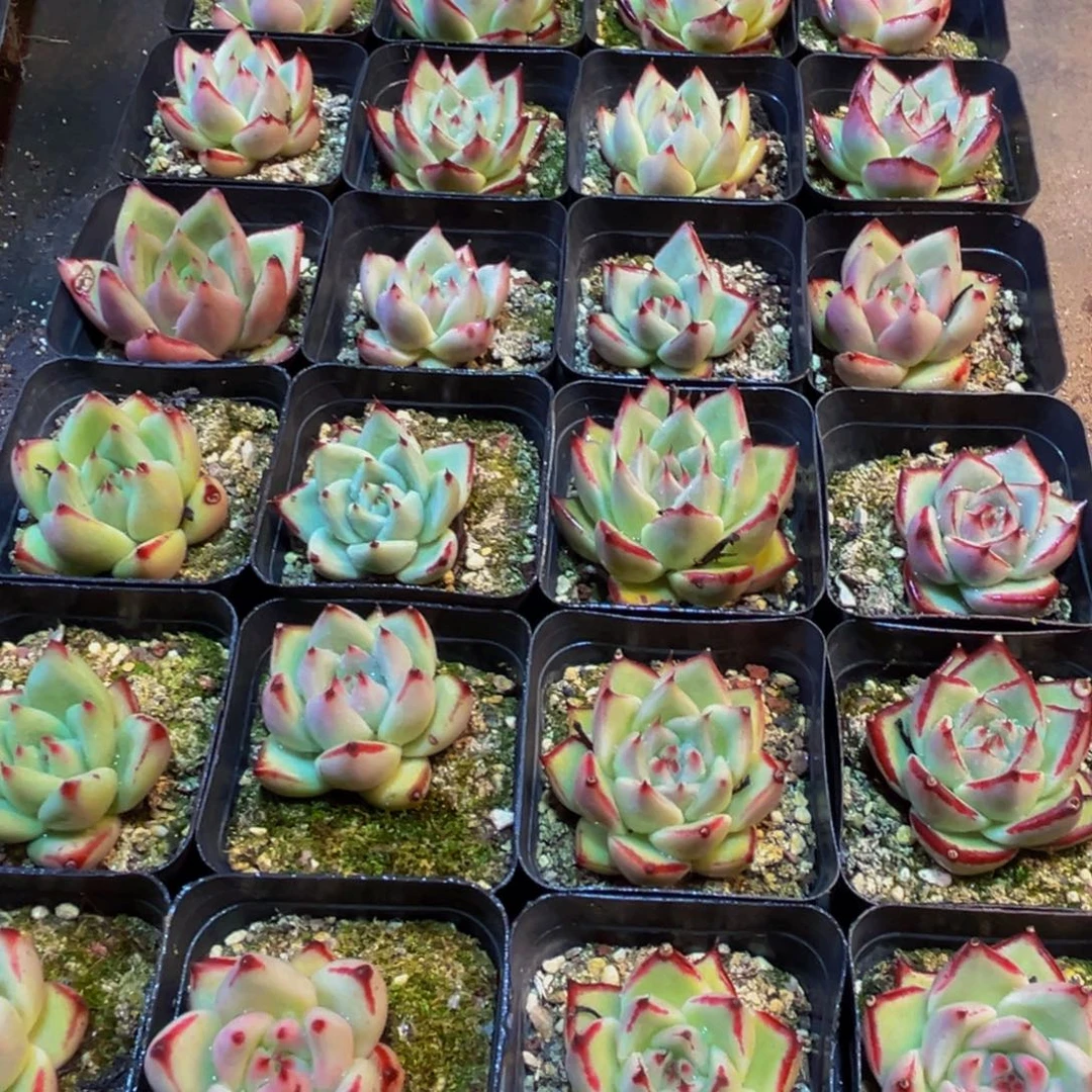 663多肉植物的生长发育