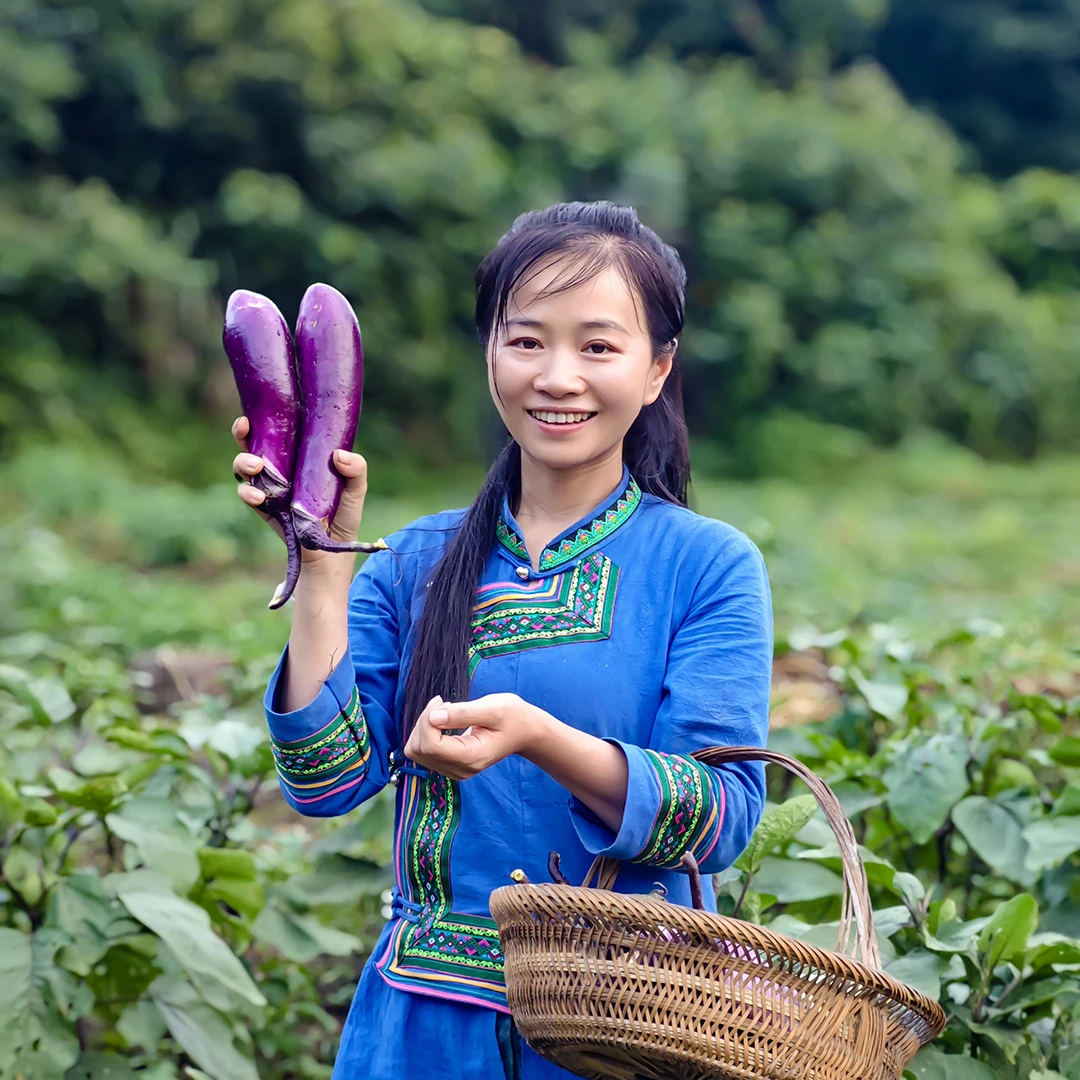 贵州农家种植无农残茄子