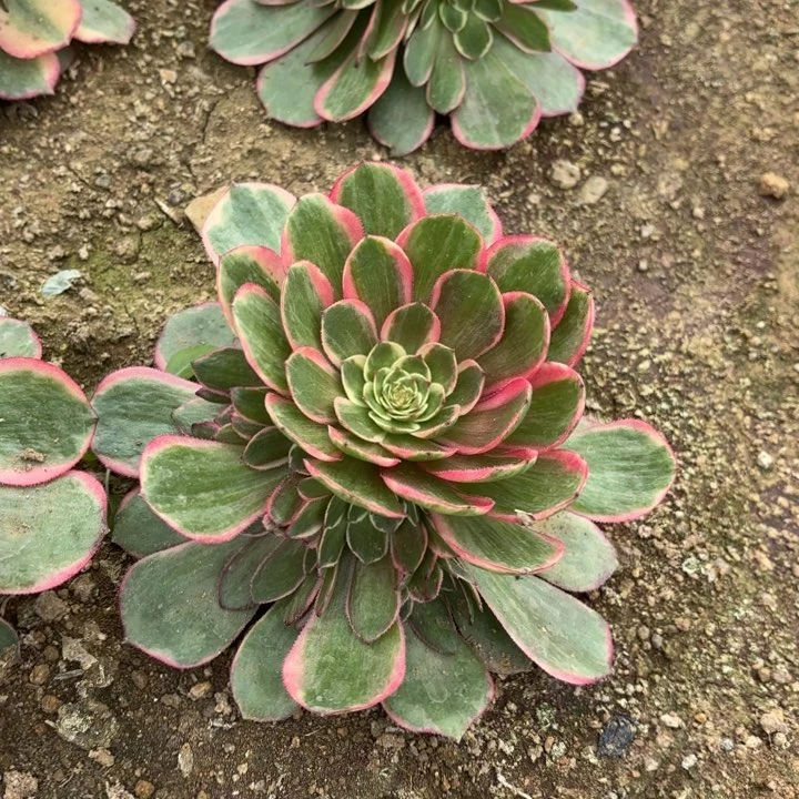 粉花妖多肉法师量拍