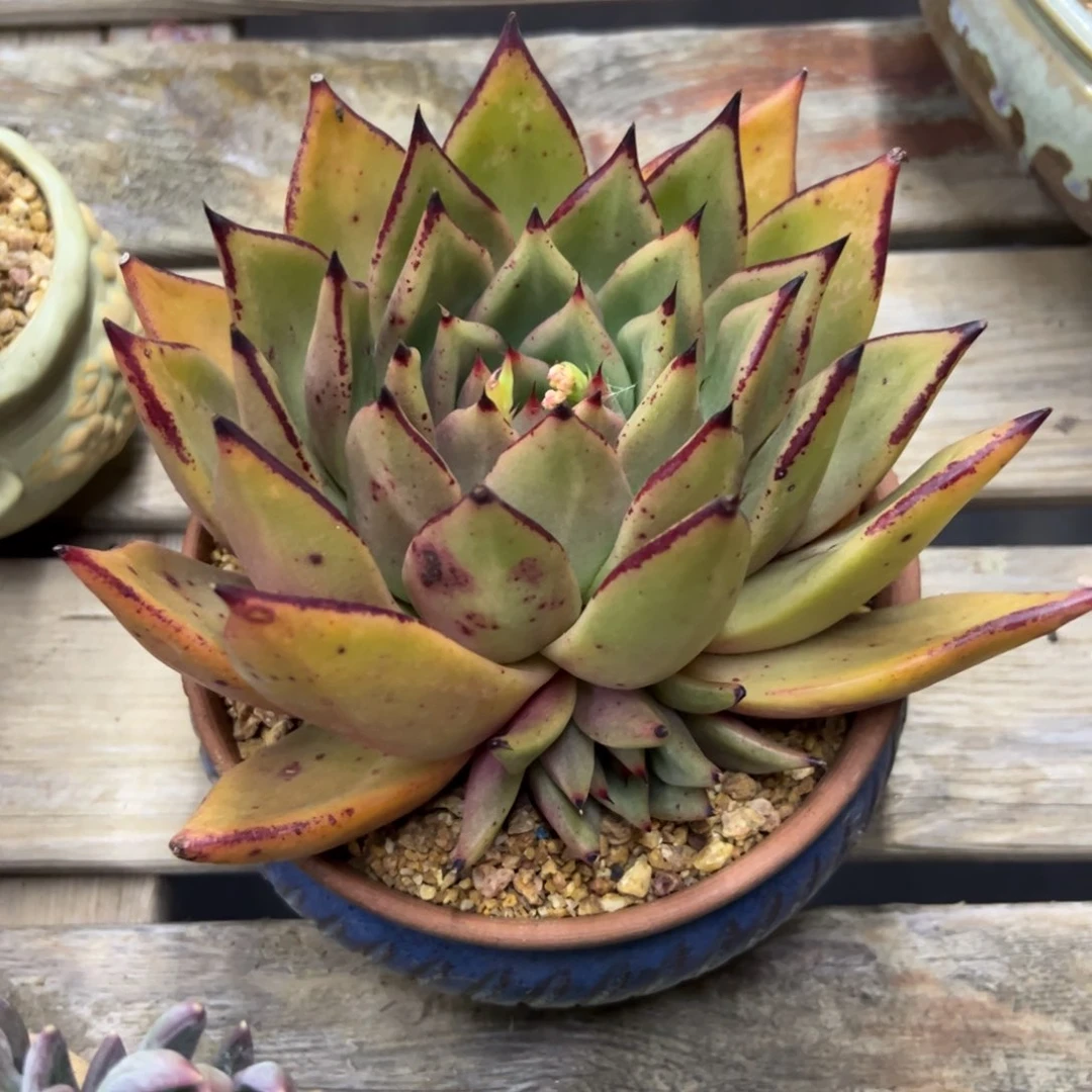 乌木18 零零多肉植物