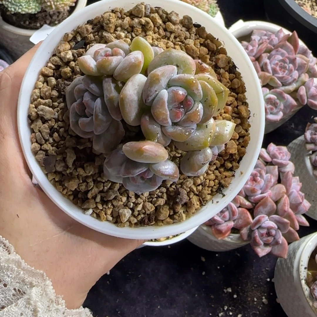 星影7头无砍一物一拍