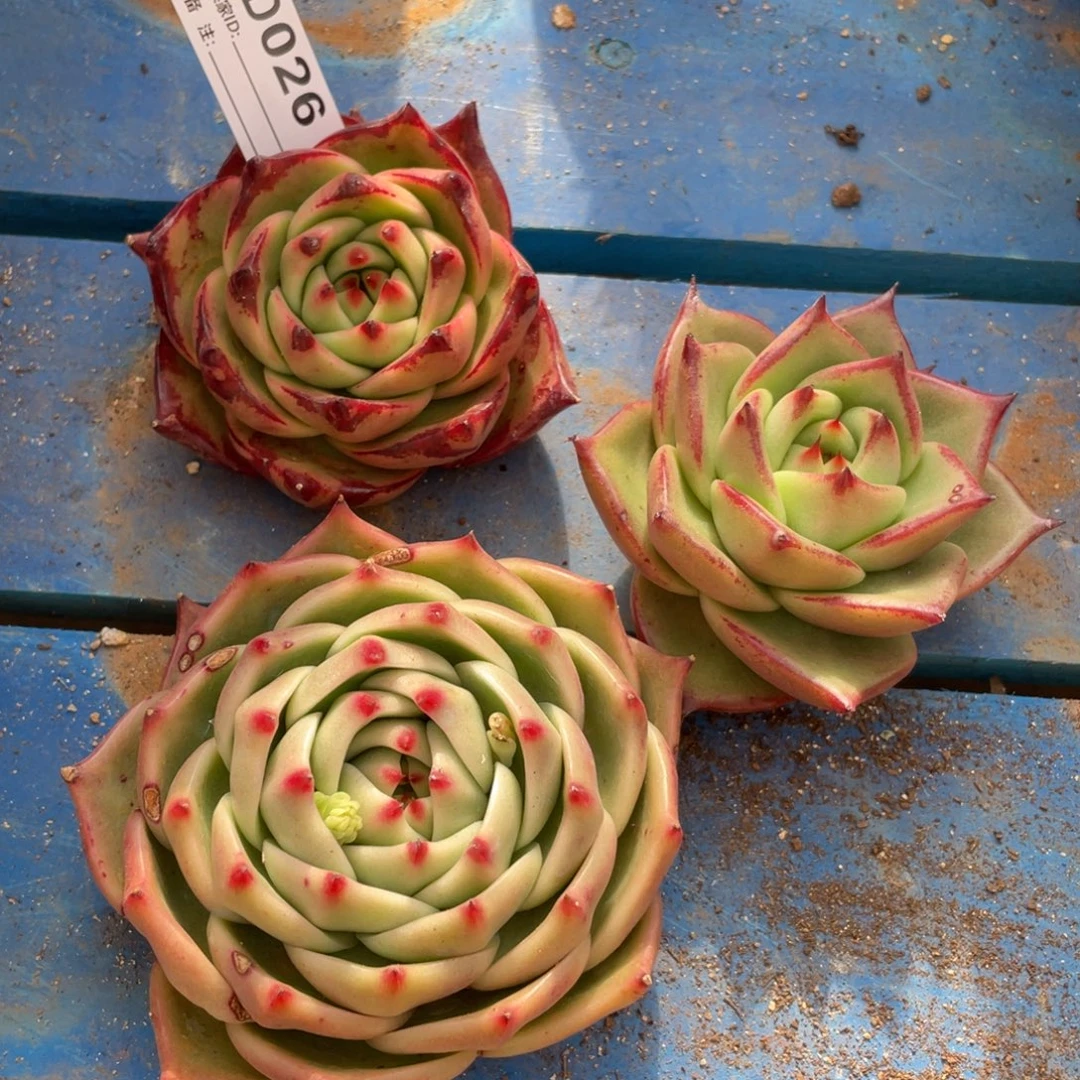 无花朵若如东云单拍D026