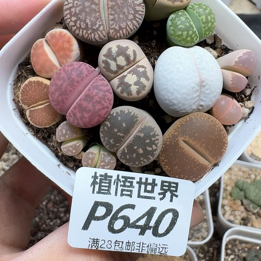 多肉植物的润泽付出